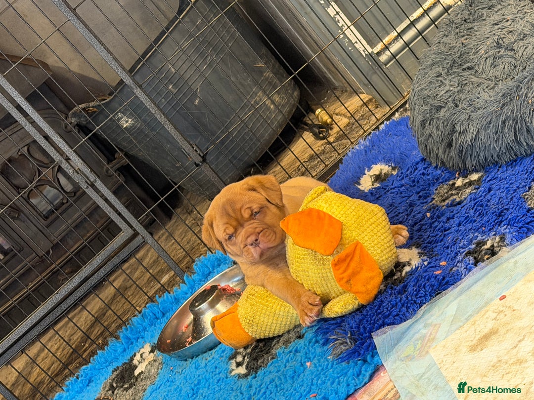 Dogue De Bordeaux dogs for sale: ONLY ONE BOY LEFT! STUNNING PUPS AVAILABLE  - Image 4