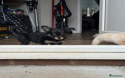 Chiweenie dogs for sale: chiweenies READY NOW !  - Image 9