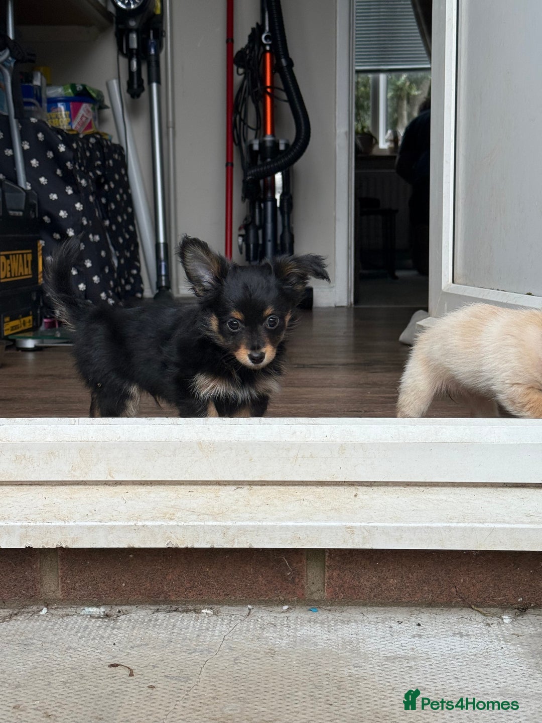 Chiweenie dogs for sale: chiweenies READY NOW !  - Image 9