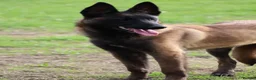 Belgian Shepherd Dog dogs for sale: Black mask mali pup - Advert 9