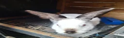 Mixed Breed rabbits for sale: Californian cross New Zealand White Rabbits  - Advert 3