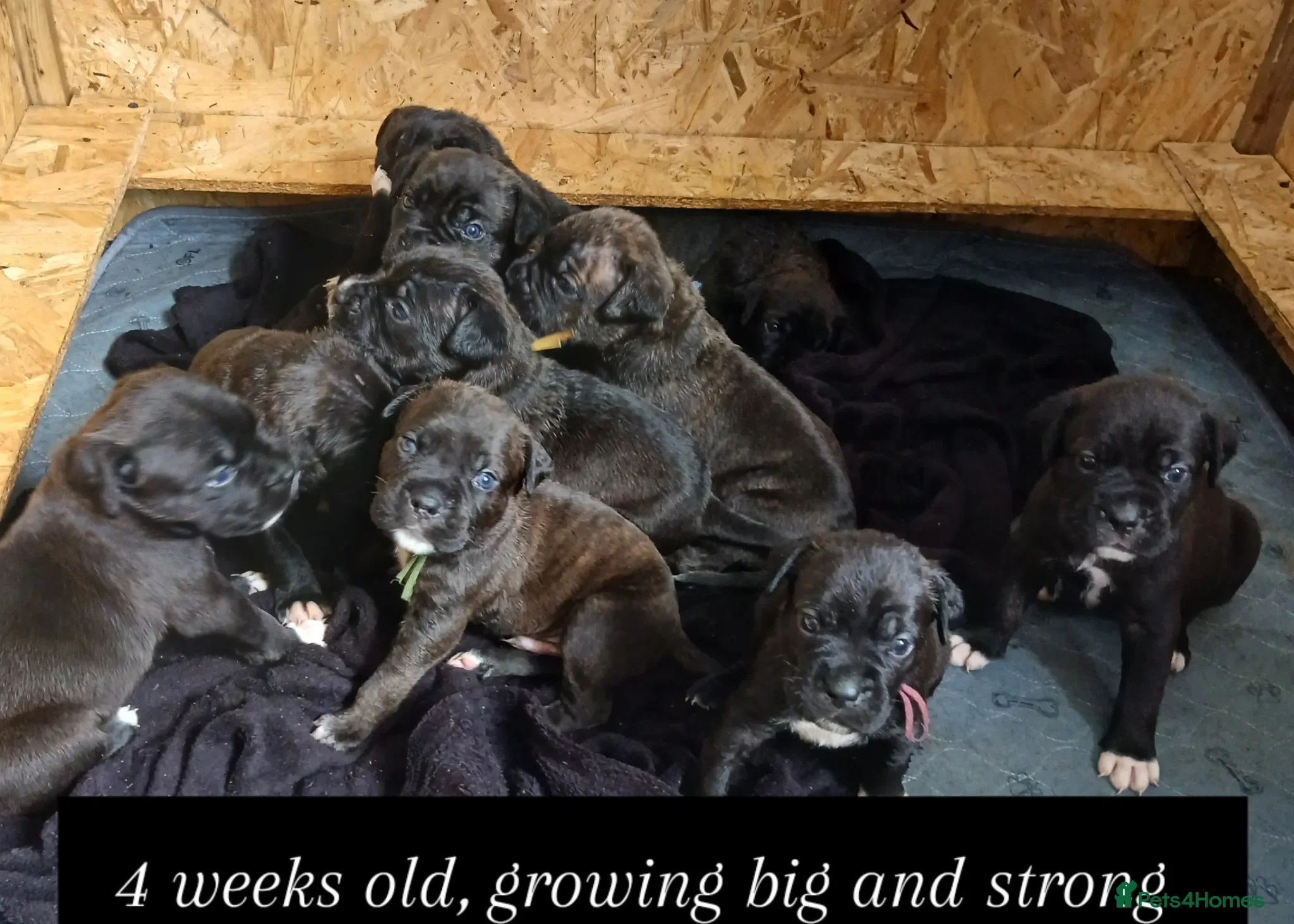 Cane Corso dogs Corso Mastiff Puppies  - Advert 2