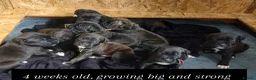 Cane Corso dogs for sale: Corso Mastiff Puppies  - Advert 1