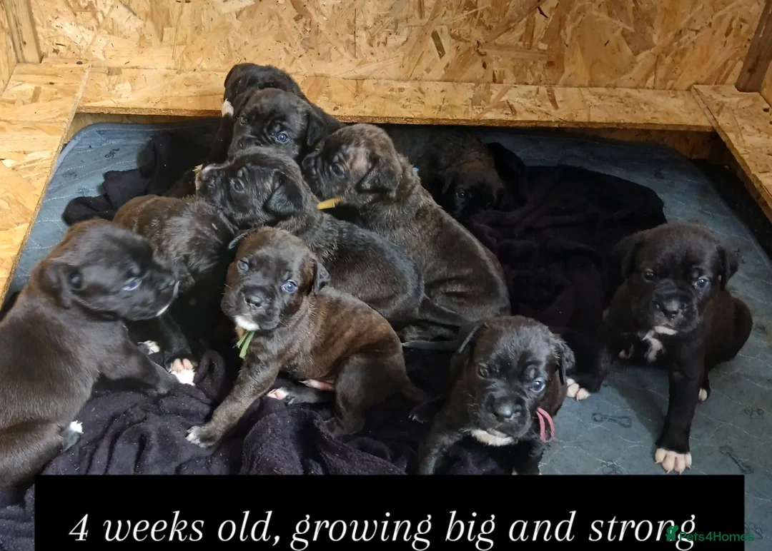 Cane Corso dogs for sale: Corso Mastiff Puppies  - Advert 1