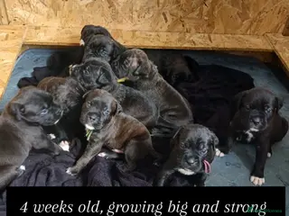 Cane Corso dogs Corso Mastiff Puppies - Advert 4