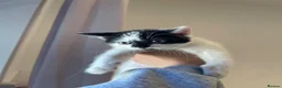 British Longhair cats for sale: ONLY 1 ADORABLE BRITISH LONG HAIR KITTEN LEFT!  - Advert 7