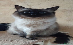 Mixed Breed cats for sale: Kittens 🐈‍⬛ - Image 17