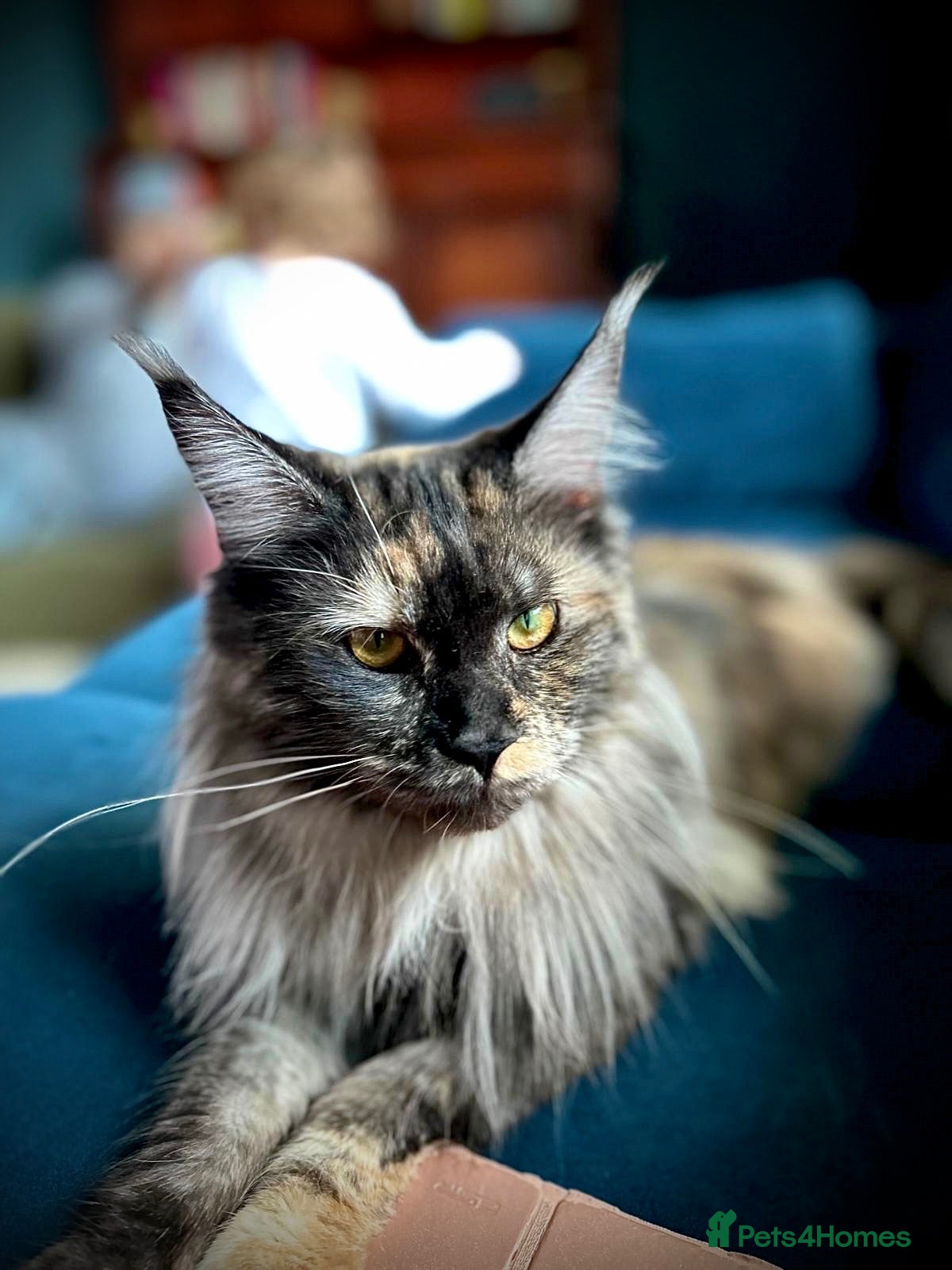 Maine Coon cats Maine Coon TICA Black Smoke - Advert 11