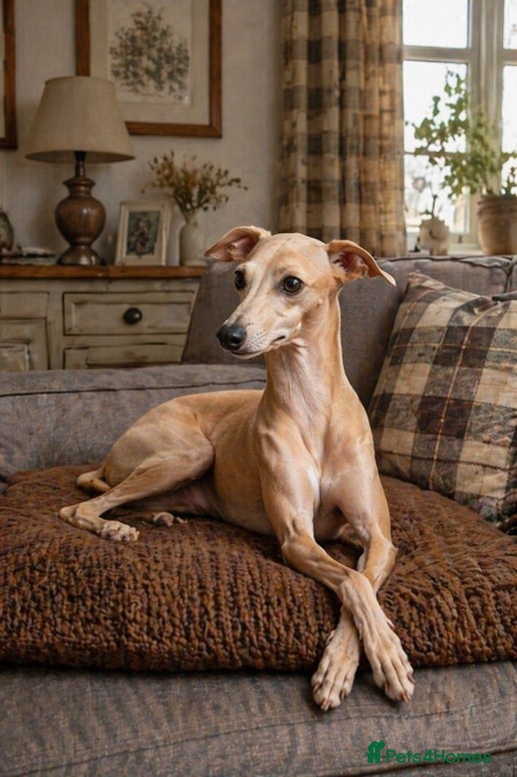 Italian Greyhound dogs 👑🐕Italian Greyhound stud dog available ✨ - Advert 9