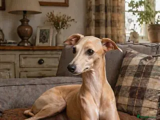 Italian Greyhound dogs 👑🐕Italian Greyhound stud dog available ✨ - Advert 9