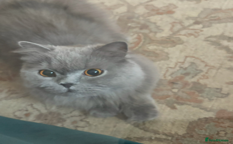 British Longhair cats - Advert 8