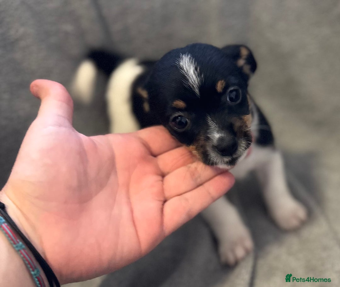 Jack Russell dogs for sale: Jack Russel puppies  - Image 8