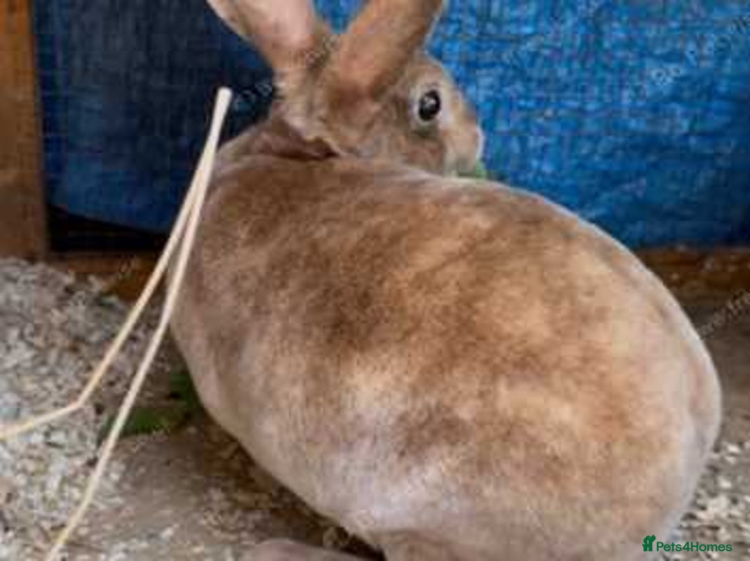 Mini Lop rabbits for sale: ❤️mini lop & mini rex girls available ❤️ - Advert 3