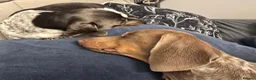 Miniature Dachshund dogs for sale: Rehome a Gorgeous little boy - Advert 3