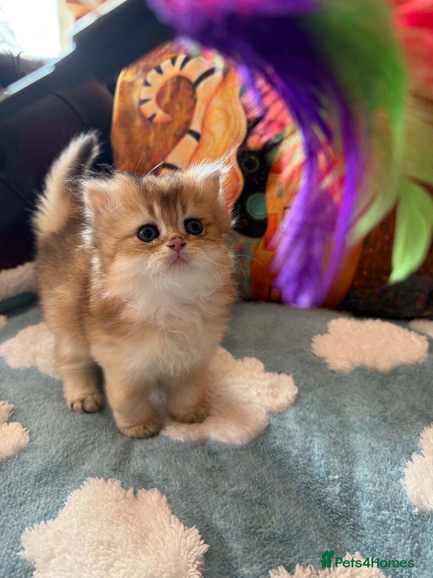 British Shorthair cats Lovely golden BSH & BLH kittens - Advert 2