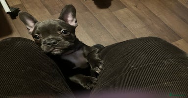 French Bulldog dogs - Advert 8