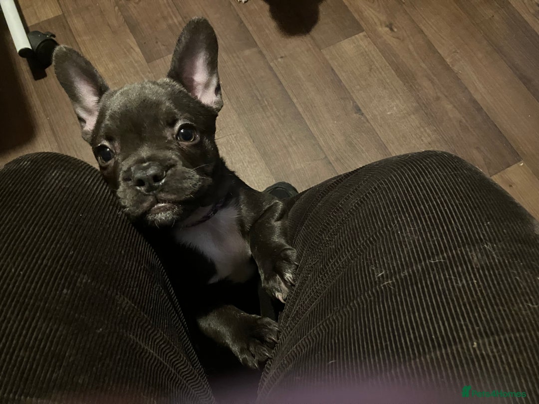 French Bulldog dogs for sale: KC French Bulldog Puppies - All sold - Advert 2