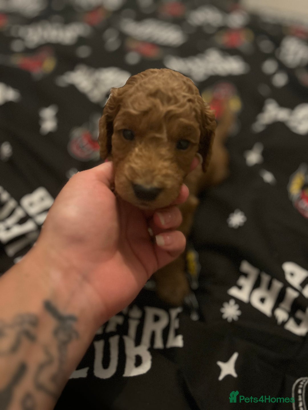 Cockapoo dogs for sale: Miniature cockapoos  - Image 8