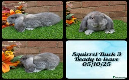 French Lop rabbits for sale: Fully Pedigree French Lops - Image 4