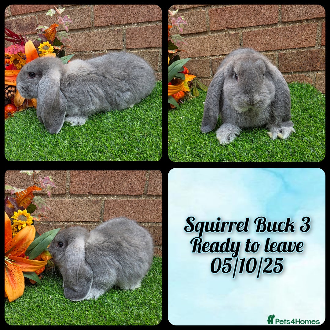 French Lop rabbits for sale: Fully Pedigree French Lops - Image 4
