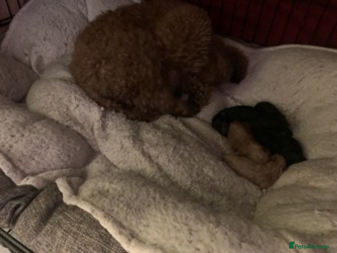 Toy Poodle dogs for sale: KC Reg. Mr Sunshine & Miss Scarlett remain ! - Advert 3