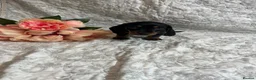 Miniature Dachshund dogs for sale: 🤩 1 stunning miniature dachshund 🤩 - Advert 6