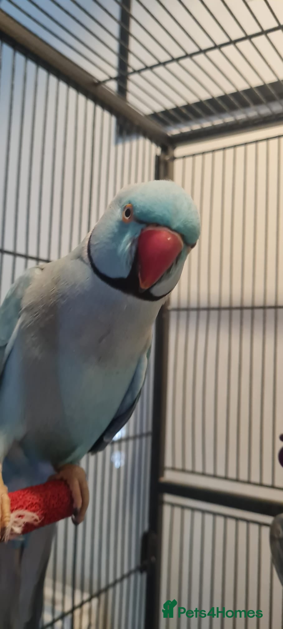 Parakeets birds Blue Male Indian Ringneck Parakeet - Advert 7