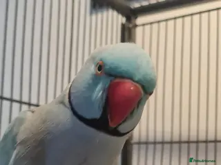 Parakeets birds Blue Male Indian Ringneck Parakeet - Advert 11