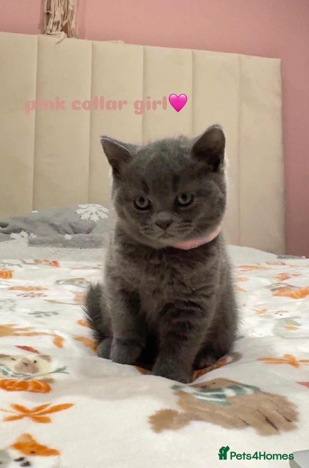 British Shorthair cats for sale: Gorgeous British Shorthairs - Advert 15