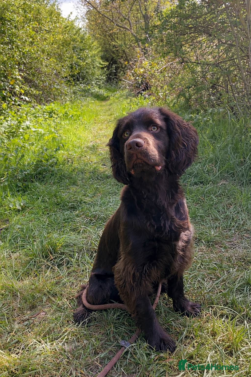 Cocker Spaniel dogs KC reg. proven working cocker spaniel - Advert 3