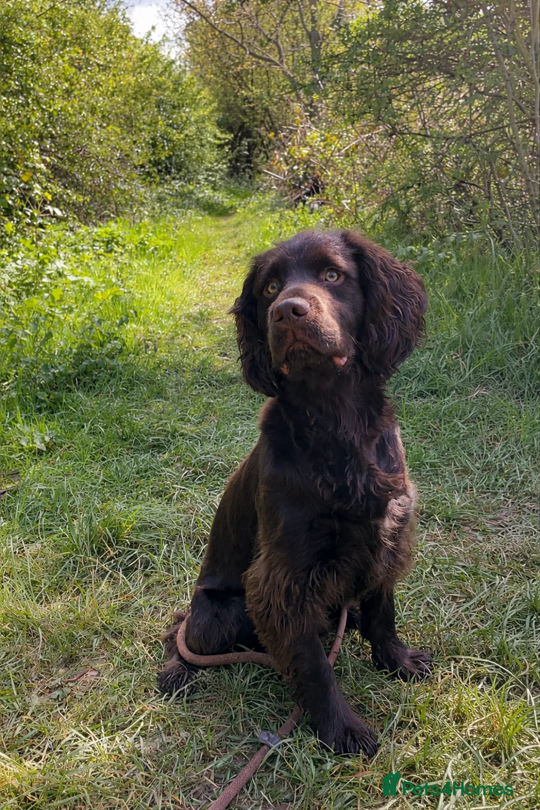Cocker Spaniel dogs for stud: KC reg. proven working cocker spaniel - Advert 1