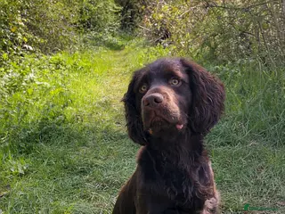 Cocker Spaniel dogs KC reg. proven working cocker spaniel - Advert 3