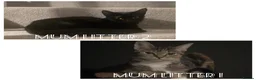 Mixed Breed cats for sale: 6 loving kittens looking for Forever homes  - Advert 3