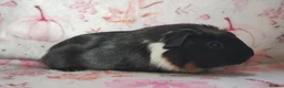 Guinea Pig rodents for sale: Baby cornet girls ready now as of the 28th April  - Advert 6