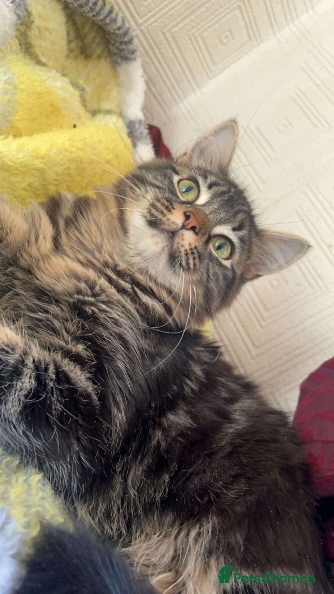 Maine Coon cats for sale: Maine coon x kittens  - Image 2