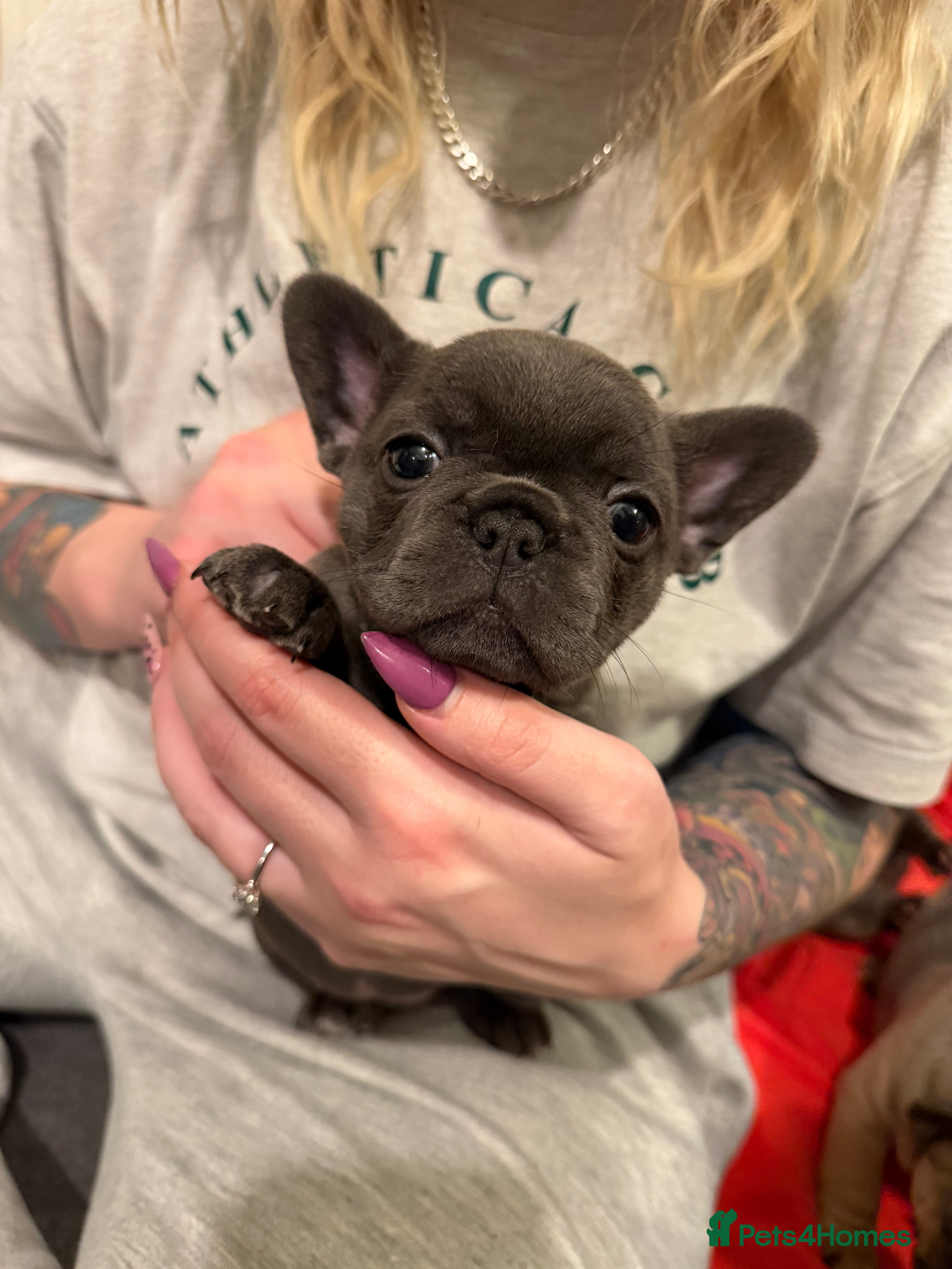 French Bulldog dogs Beautiful French bulldog puppies 🐶  - Advert 1