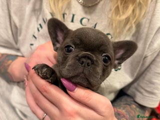 French Bulldog dogs Beautiful French bulldog puppies 🐶 - Advert 1