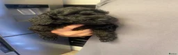 Cockapoo dogs for sale: Outstanding cockerpoo puppies  - Advert 26