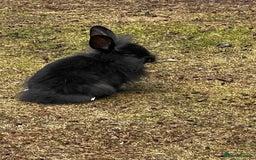 Lionhead rabbits for sale: Gorgeous Lionhead Rabbits Looking for Loving Homes - Image 6