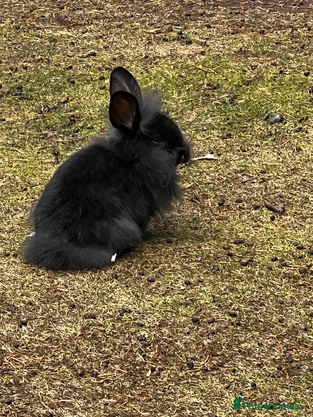 Lionhead rabbits for sale: Gorgeous Lionhead Rabbits Looking for Loving Homes - Image 6