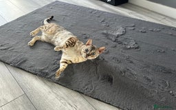 Bengal cats for sale: Beautiful 3-Year-Old Snow Bengal for sale - Image 3