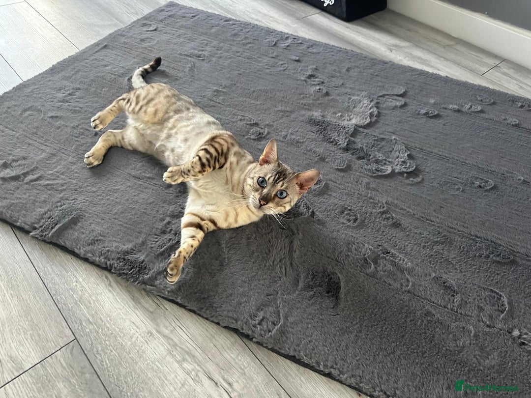 Bengal cats for sale: Beautiful 3-Year-Old Snow Bengal for sale - Image 3