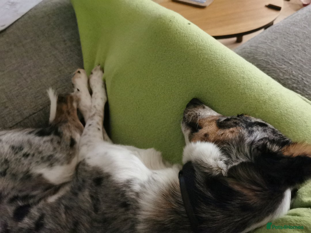 Border Collie dogs for sale: 18 month old energetic border collie - Image 8
