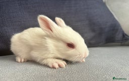 Mixed Breed rabbits for sale: Gorgeous baby bunny’s for sale  - Image 8