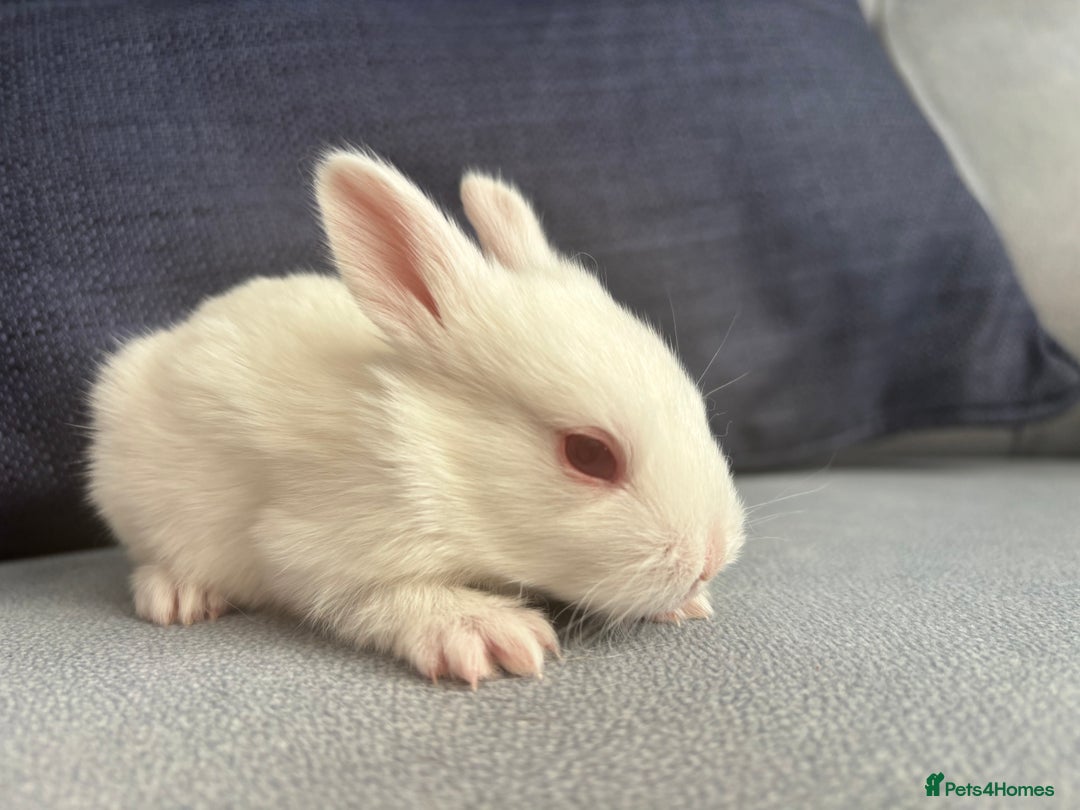 Mixed Breed rabbits for sale: Gorgeous baby bunny’s for sale  - Image 8
