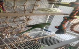 Parakeets birds for sale: 2 African Ringneck Parakeets - Image 2