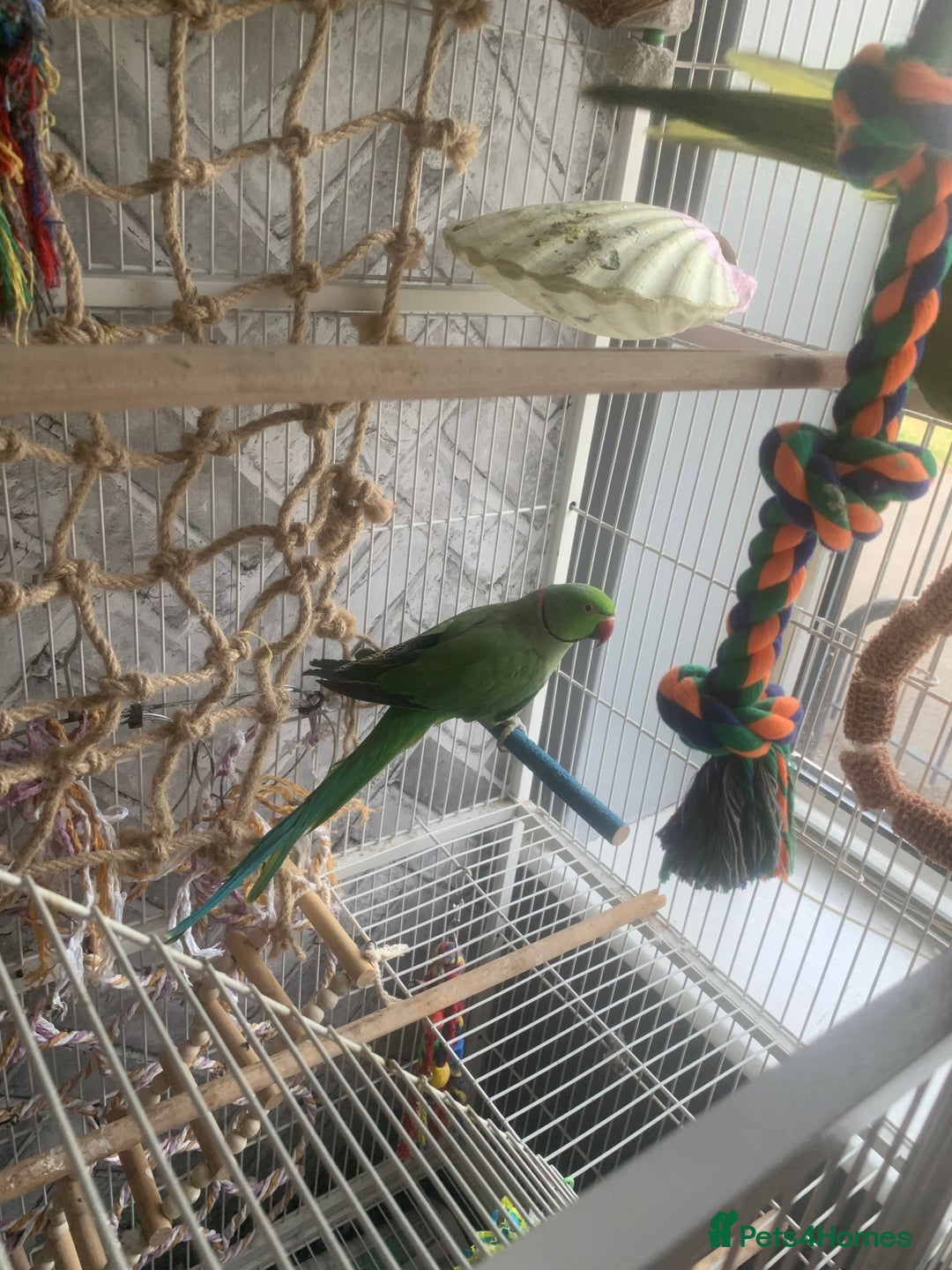 Parakeets birds for sale: 2 African Ringneck Parakeets - Image 2