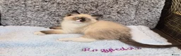 Ragdoll cats for sale: GCCF Registered kittens Ready now - Advert 6