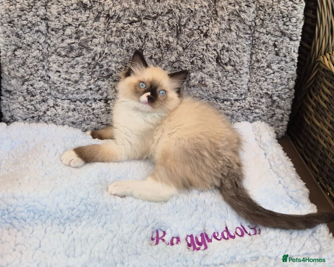 Ragdoll cats for sale: GCCF Registered kittens Ready now - Advert 6
