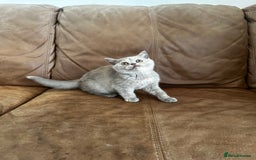 British Shorthair cats for sale: READY NOW GCCF REG CHUNKY CHOCOLATE  BS KITTENS  - Image 13